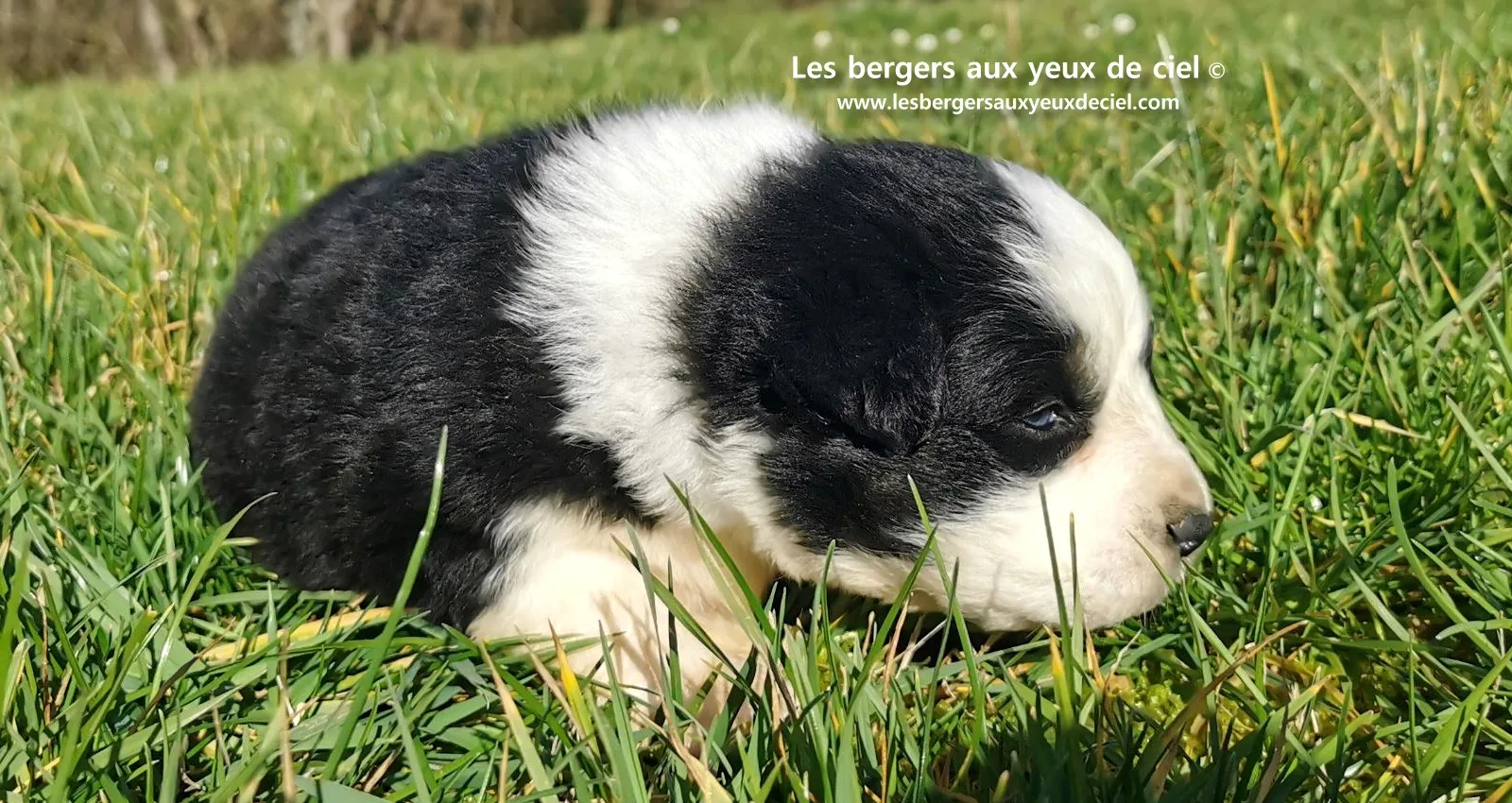 chiot mâle berger australien noir tricolore aux yeux bleus âgé de 25 jours 12