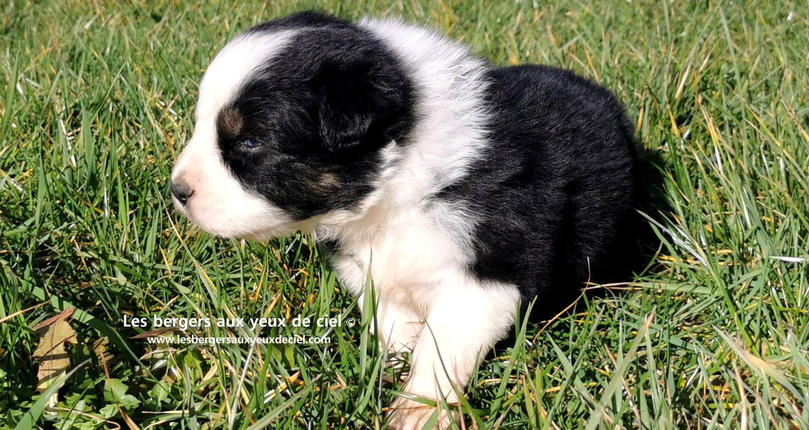chiot mâle berger australien noir tricolore aux yeux bleus âgé de 25 jours 14