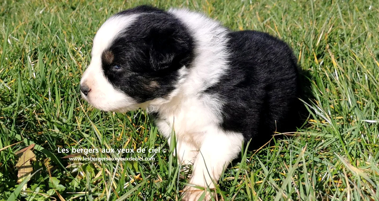 chiot mâle berger australien noir tricolore aux yeux bleus âgé de 25 jours 14