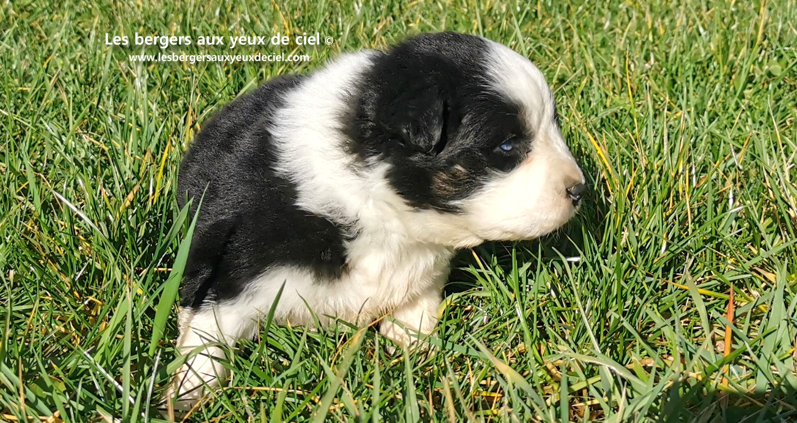chiot mâle berger australien noir tricolore aux yeux bleus âgé de 25 jours 15