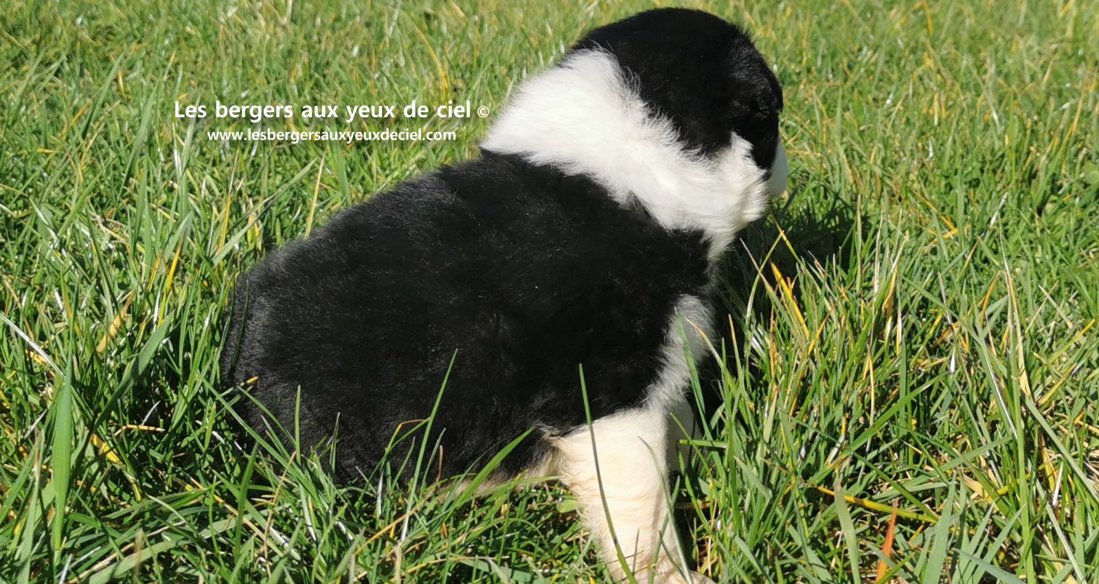 chiot mâle berger australien noir tricolore aux yeux bleus âgé de 25 jours 17
