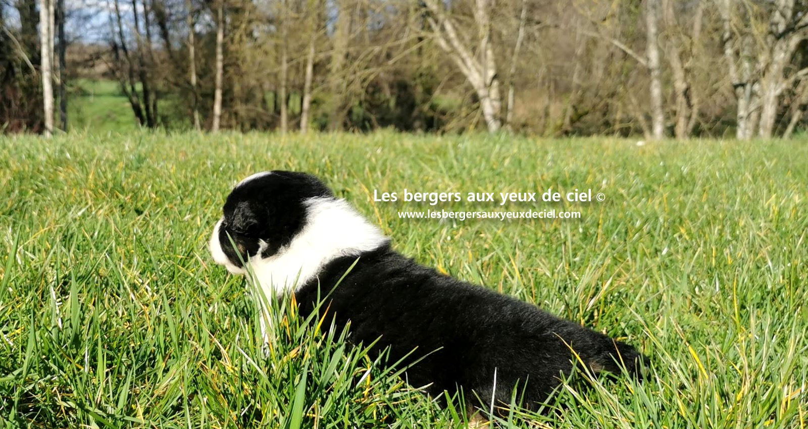 chiot mâle berger australien noir tricolore aux yeux bleus âgé de 25 jours 19
