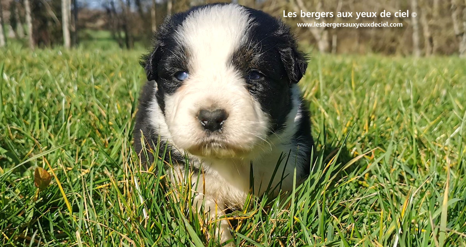 chiot mâle berger australien noir tricolore aux yeux bleus âgé de 25 jours 20