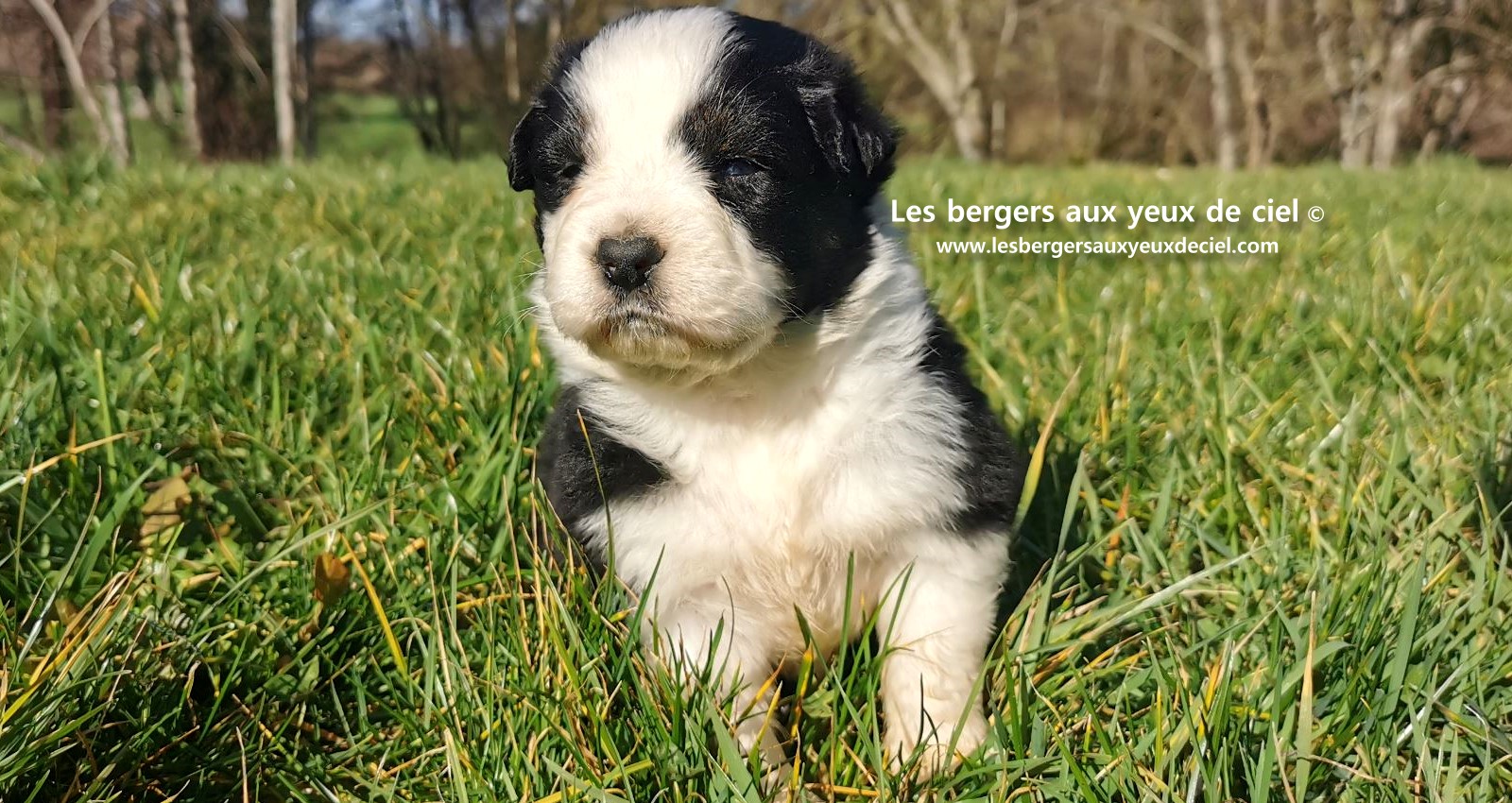 chiot mâle berger australien noir tricolore aux yeux bleus âgé de 25 jours 21