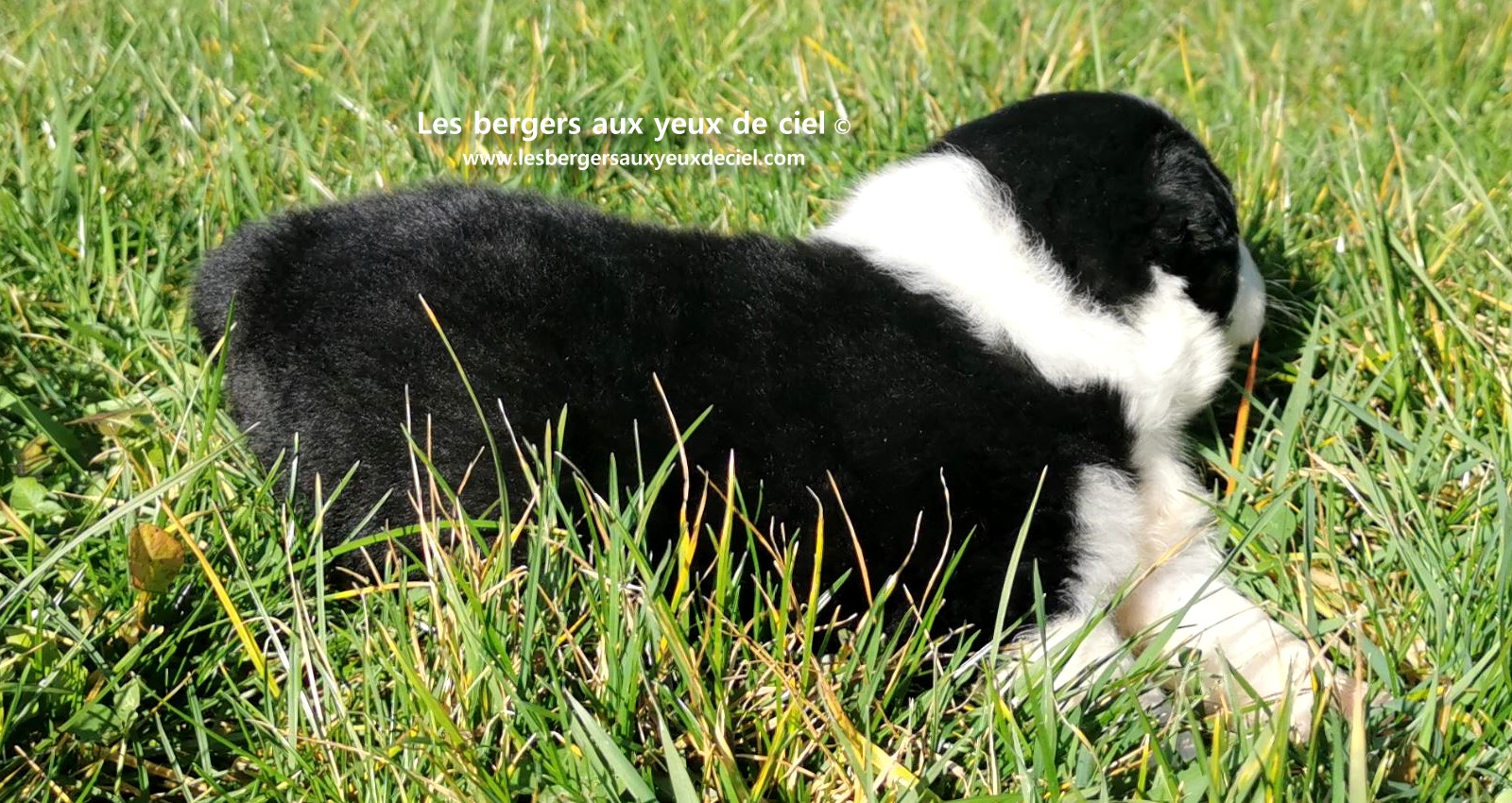 chiot mâle berger australien noir tricolore aux yeux bleus âgé de 25 jours 22