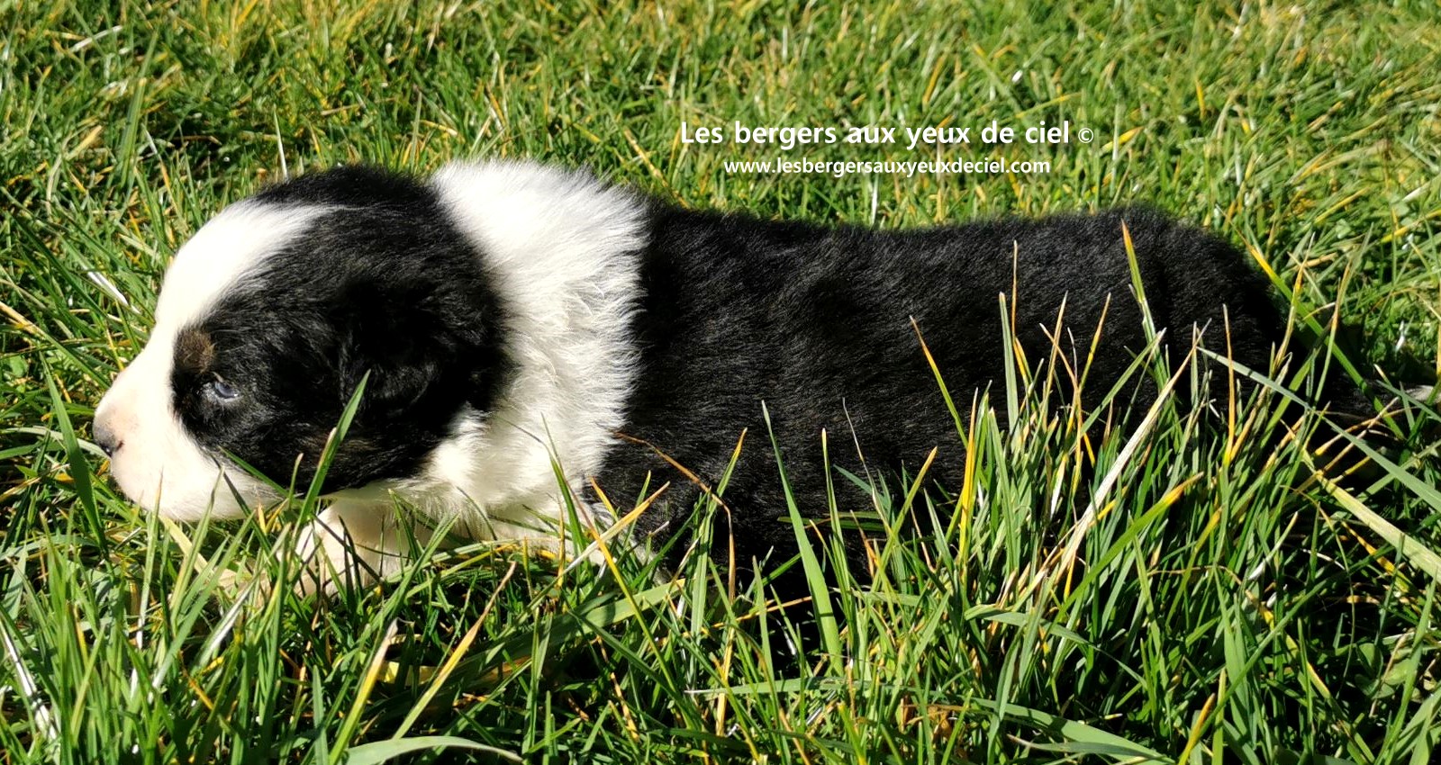chiot mâle berger australien noir tricolore aux yeux bleus âgé de 25 jours 24