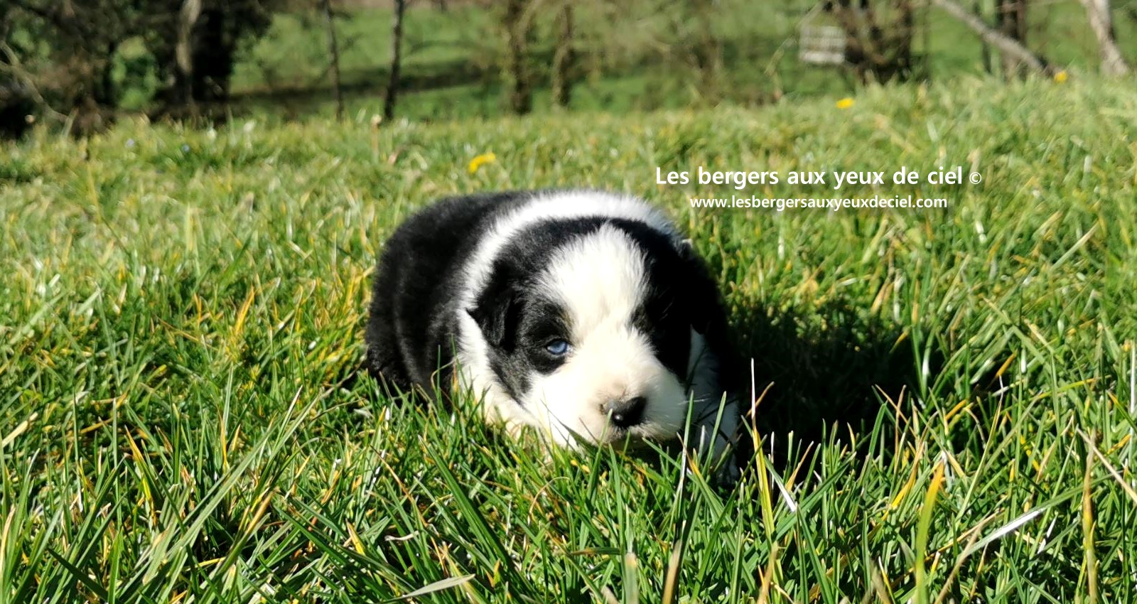 chiot mâle berger australien noir tricolore aux yeux bleus âgé de 25 jours 26