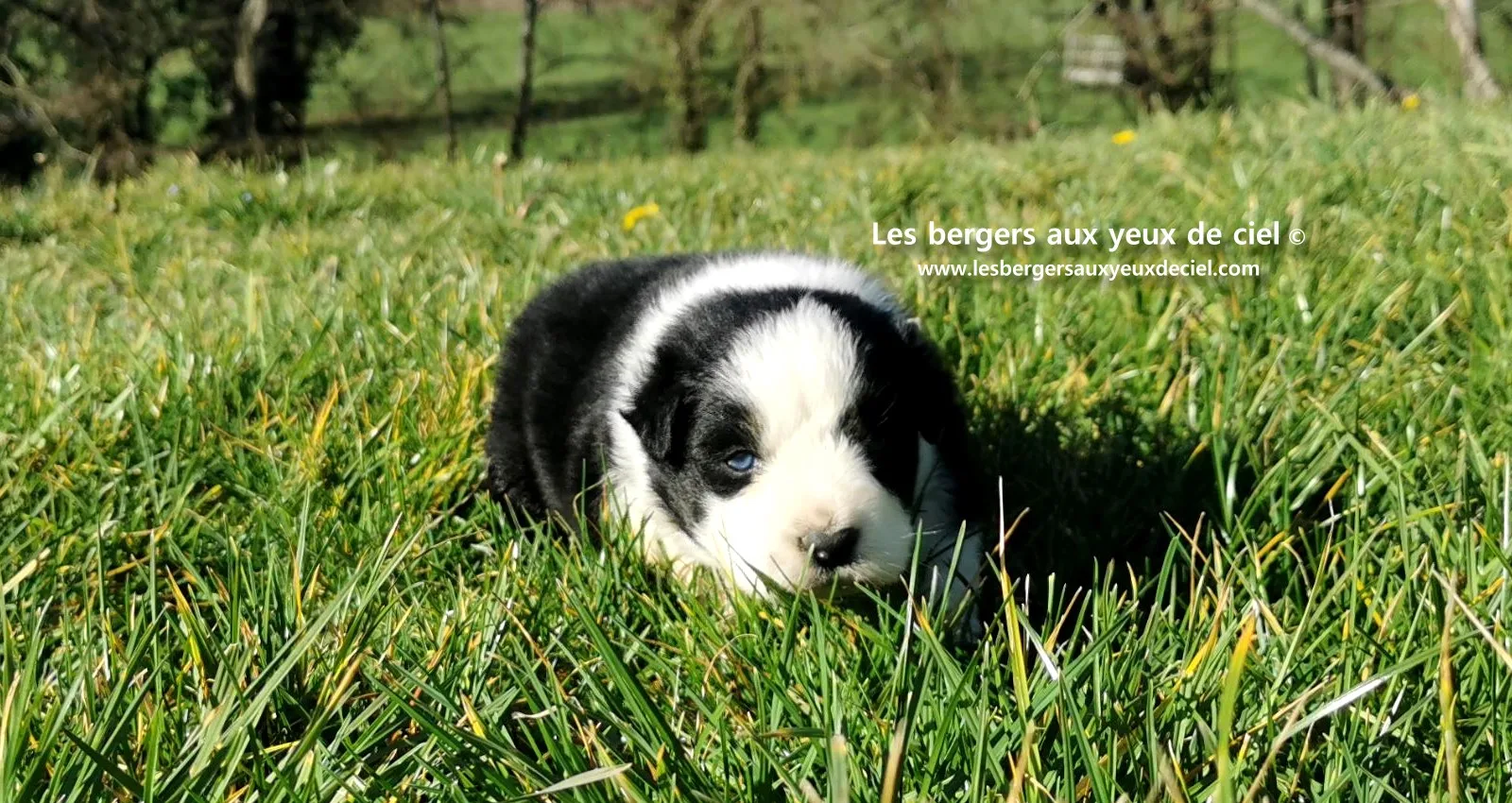 chiot mâle berger australien noir tricolore aux yeux bleus âgé de 25 jours 26