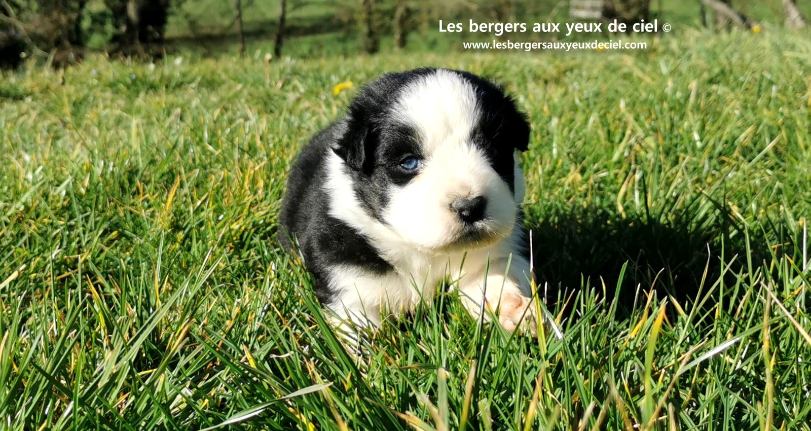 chiot mâle berger australien noir tricolore aux yeux bleus âgé de 25 jours 27