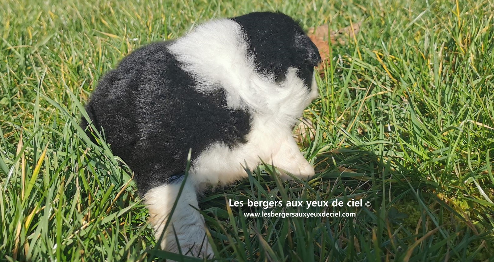 chiot mâle berger australien noir tricolore aux yeux bleus âgé de 25 jours 3