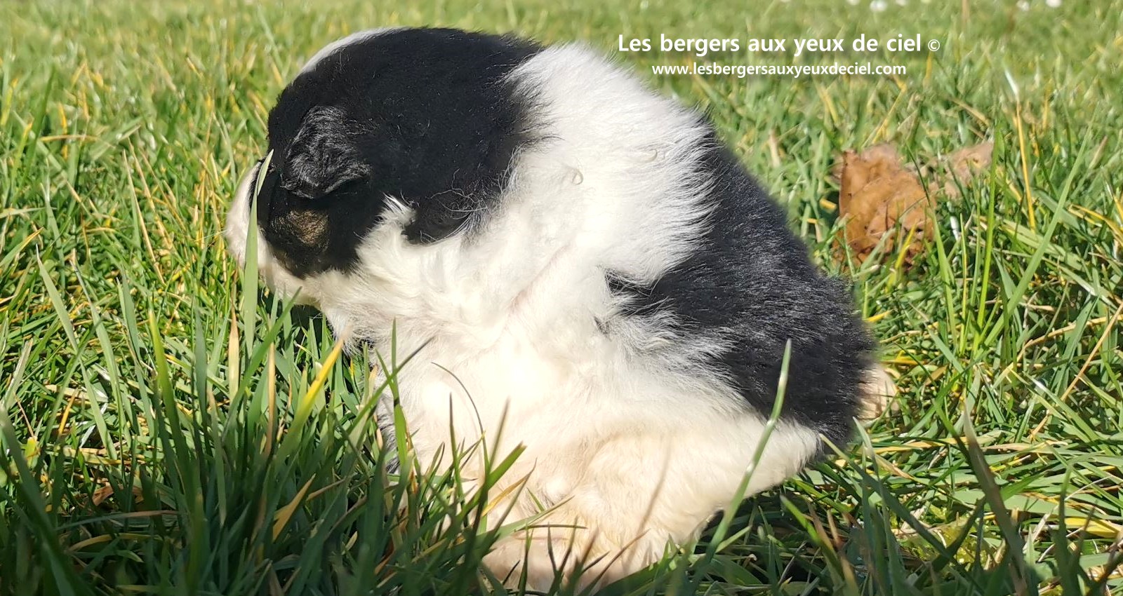 chiot mâle berger australien noir tricolore aux yeux bleus âgé de 25 jours 6