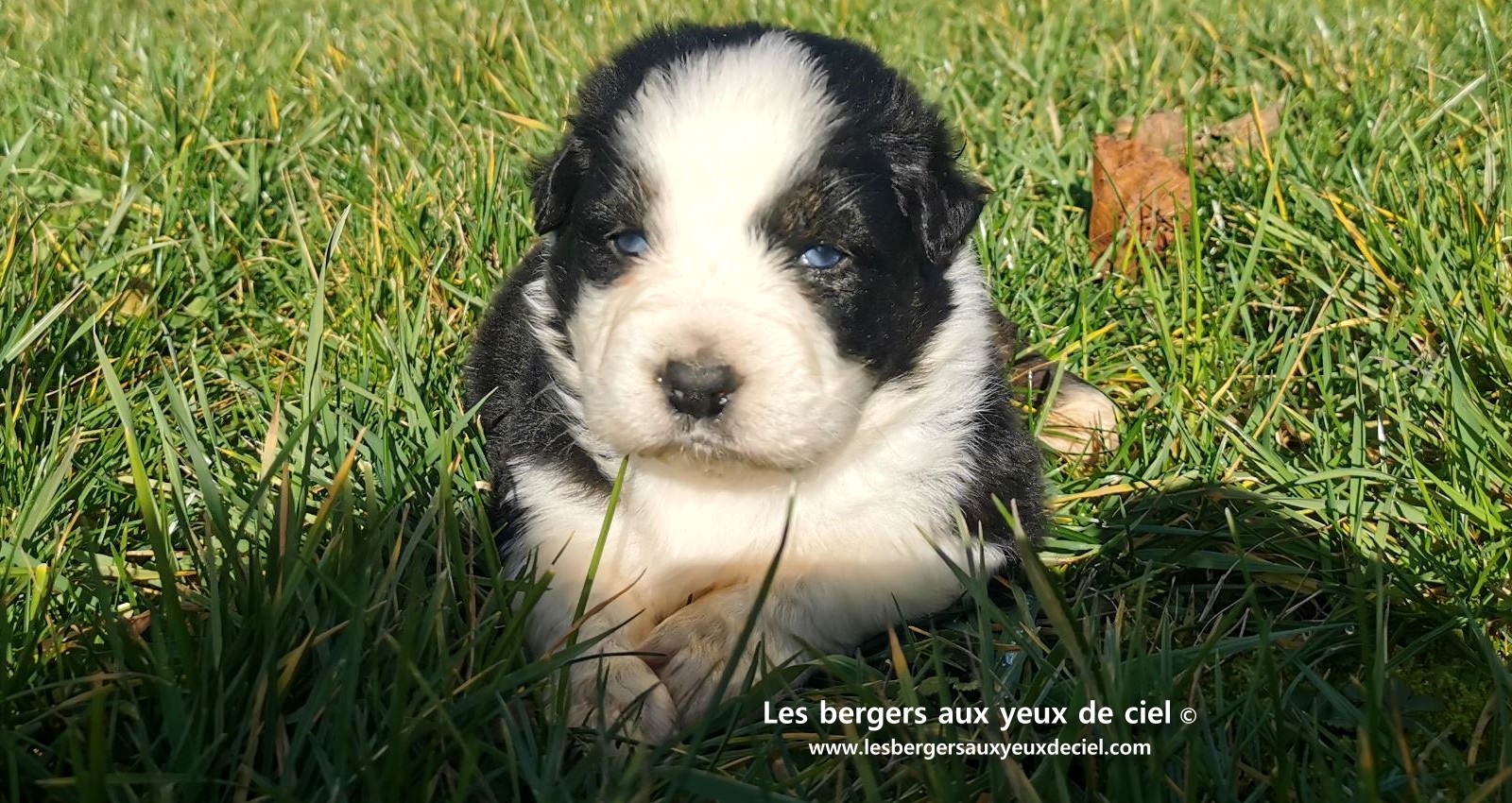chiot mâle berger australien noir tricolore aux yeux bleus âgé de 25 jours 7