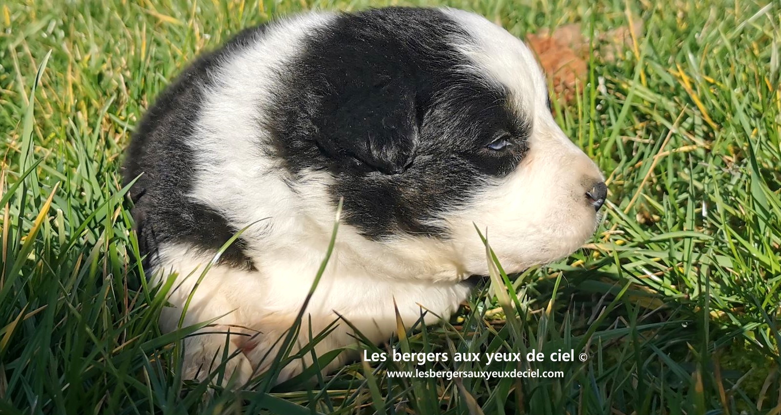 chiot mâle berger australien noir tricolore aux yeux bleus âgé de 25 jours 8