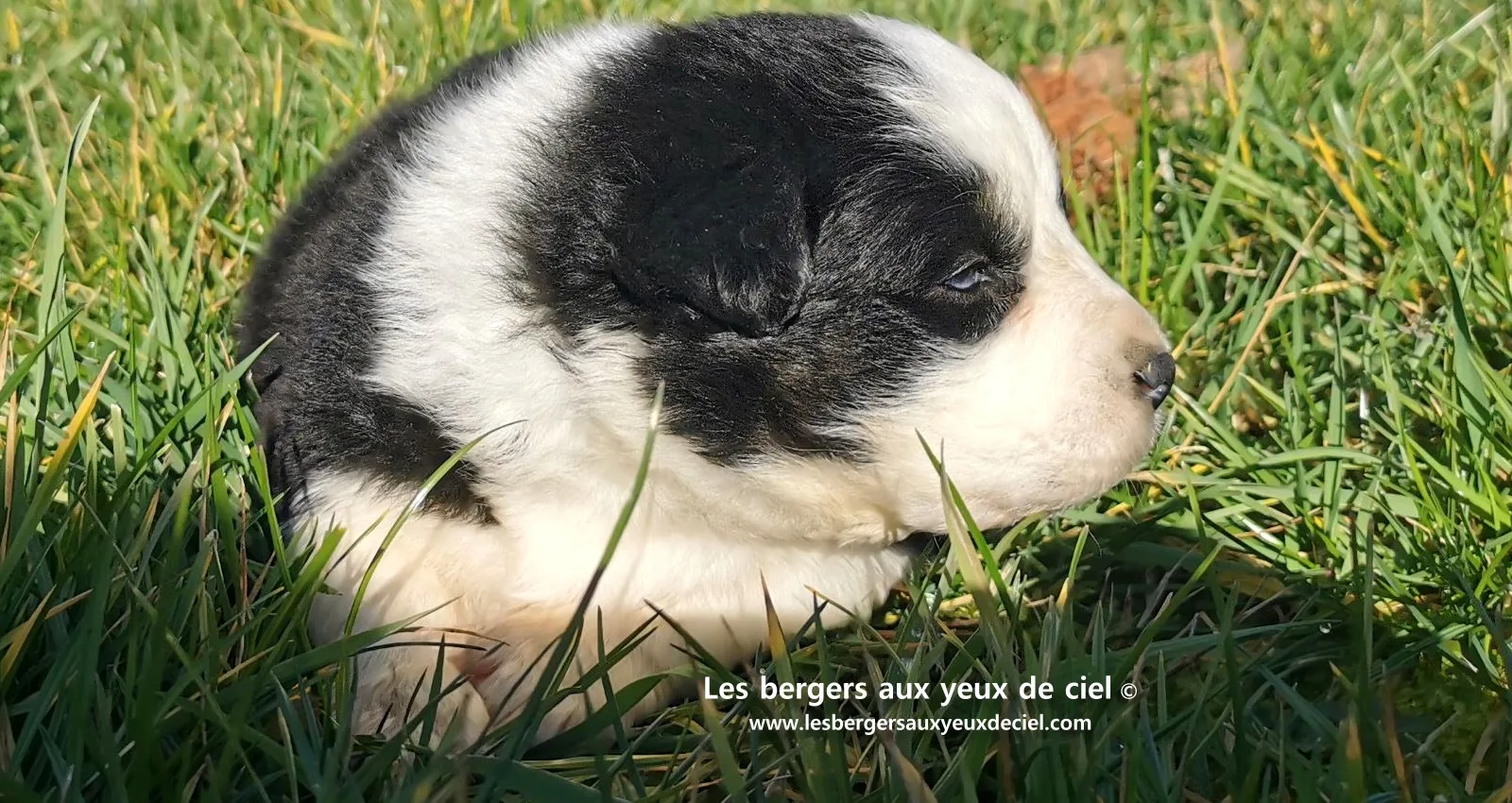 chiot mâle berger australien noir tricolore aux yeux bleus âgé de 25 jours 8