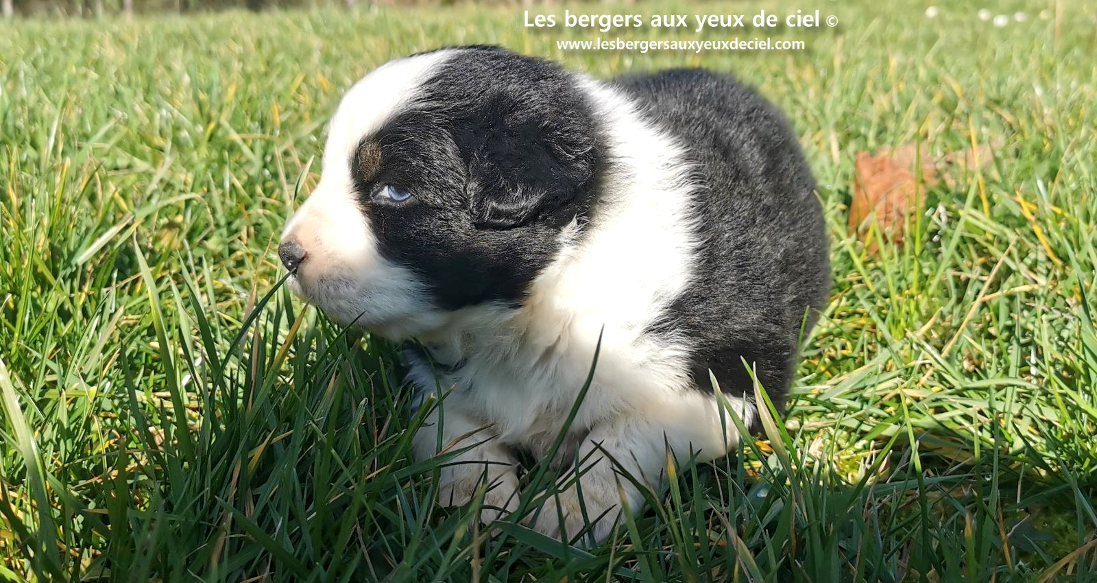 chiot mâle berger australien noir tricolore aux yeux bleus âgé de 25 jours 9