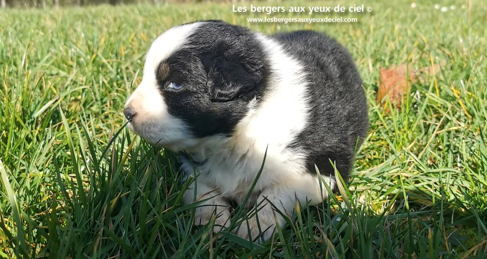 chiot mâle berger australien noir tricolore aux yeux bleus âgé de 25 jours 9