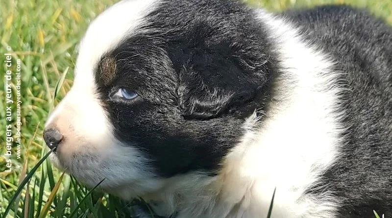 chiot mâle berger australien noir tricolore aux yeux bleus âgé de 25 jours