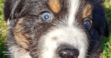 Chiot berger australien Femelle BB Zuli bb zuli chiot femelle noire tricolore de 1 mois et demi