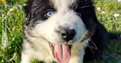 Beau, un mois et demi beau chiot mâle noir tricolore aux yeux bleus de 1 mois et demi