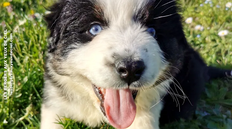 beau chiot mâle noir tricolore aux yeux bleus de 1 mois et demi