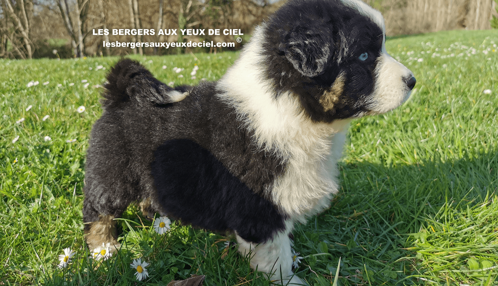 belle chiot femelle noire tricolore aux yeux bleus de 1 mois et demi 13