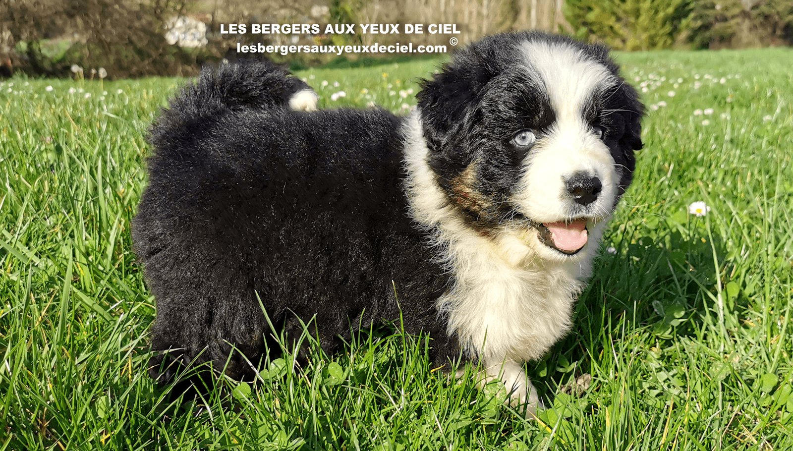 belle chiot femelle noire tricolore aux yeux bleus de 1 mois et demi 17