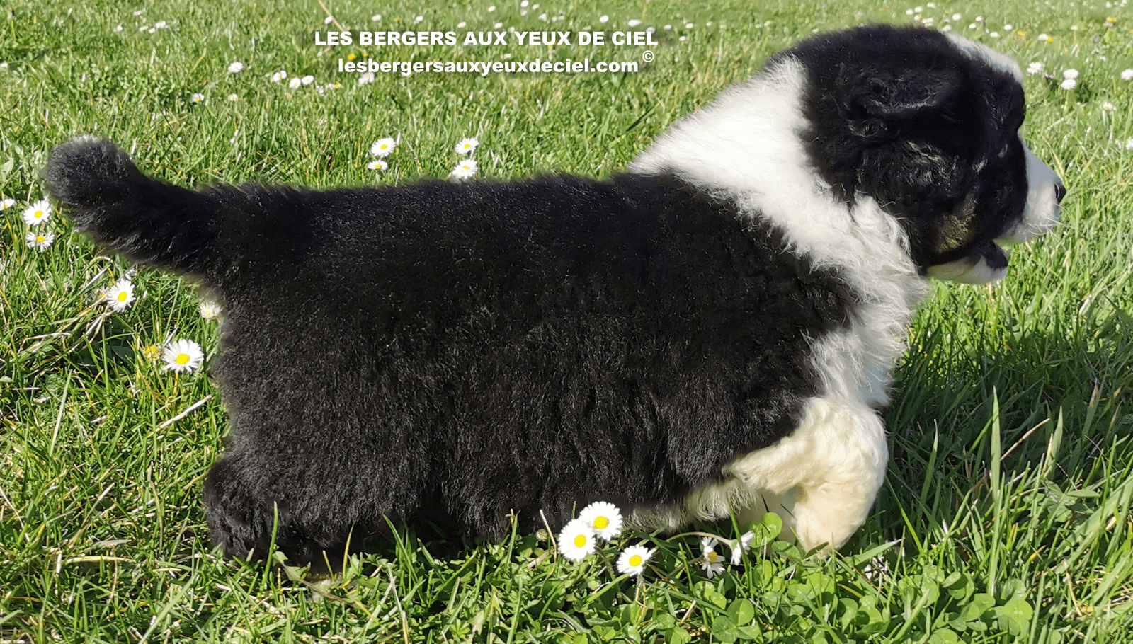 belle chiot femelle noire tricolore aux yeux bleus de 1 mois et demi 19