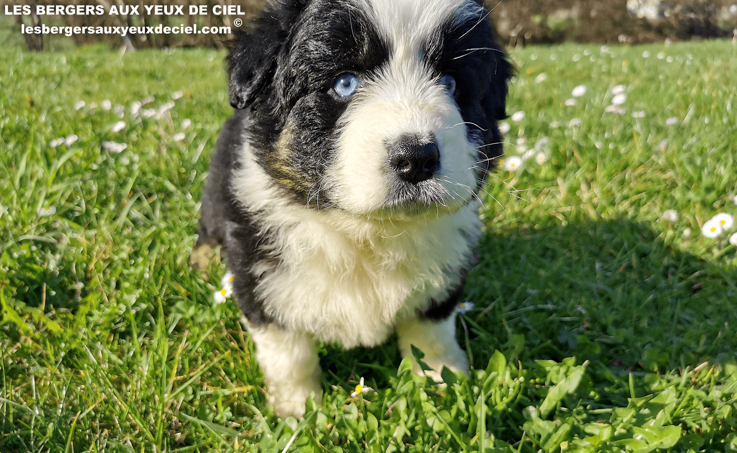 belle chiot femelle noire tricolore aux yeux bleus de 1 mois et demi 22