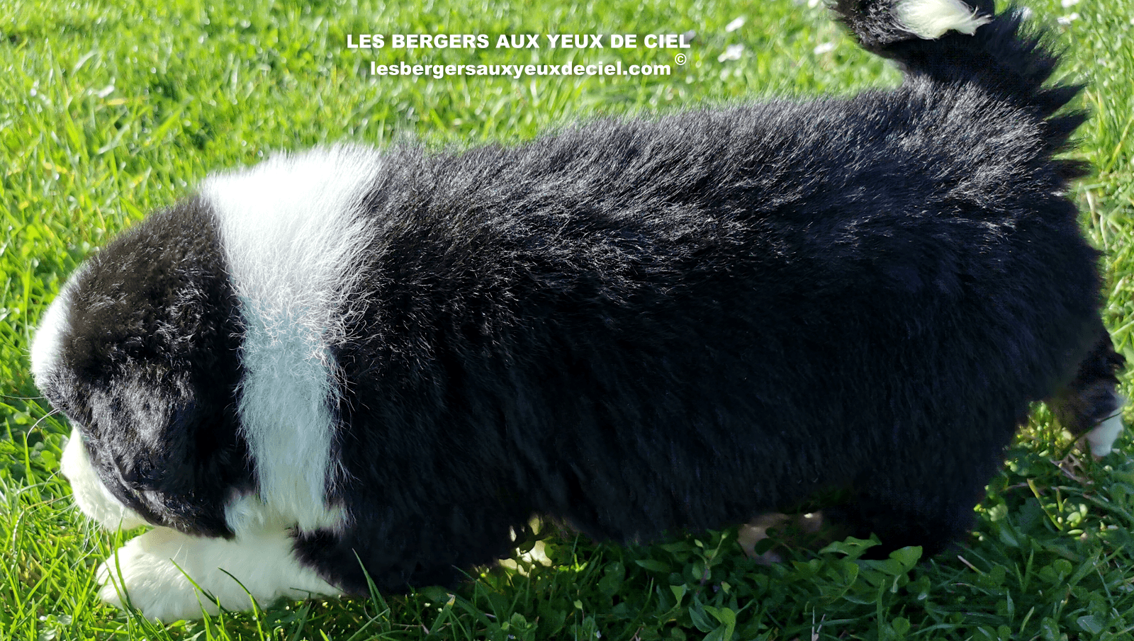 belle chiot femelle noire tricolore aux yeux bleus de 1 mois et demi 25