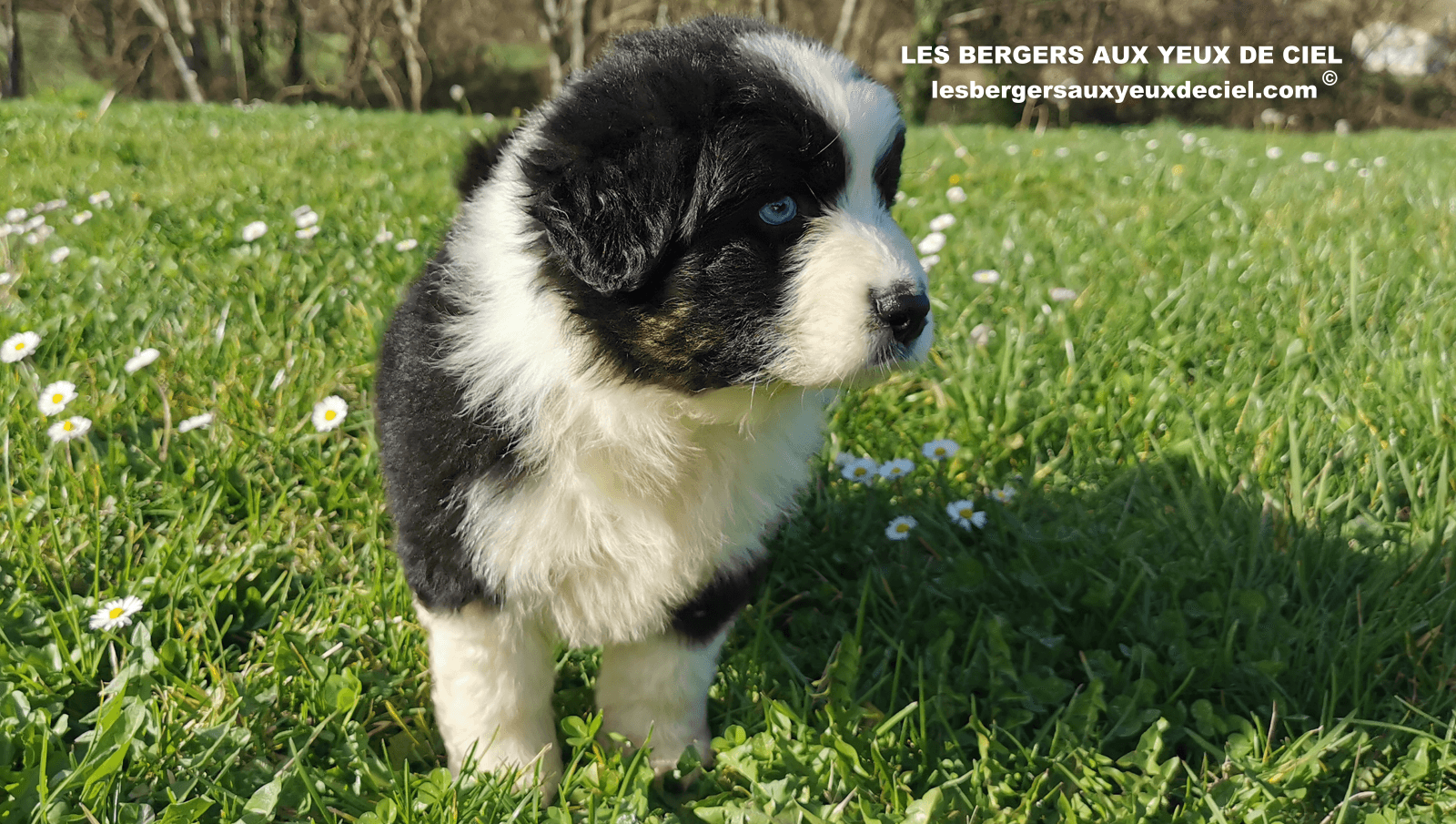 belle chiot femelle noire tricolore aux yeux bleus de 1 mois et demi 36