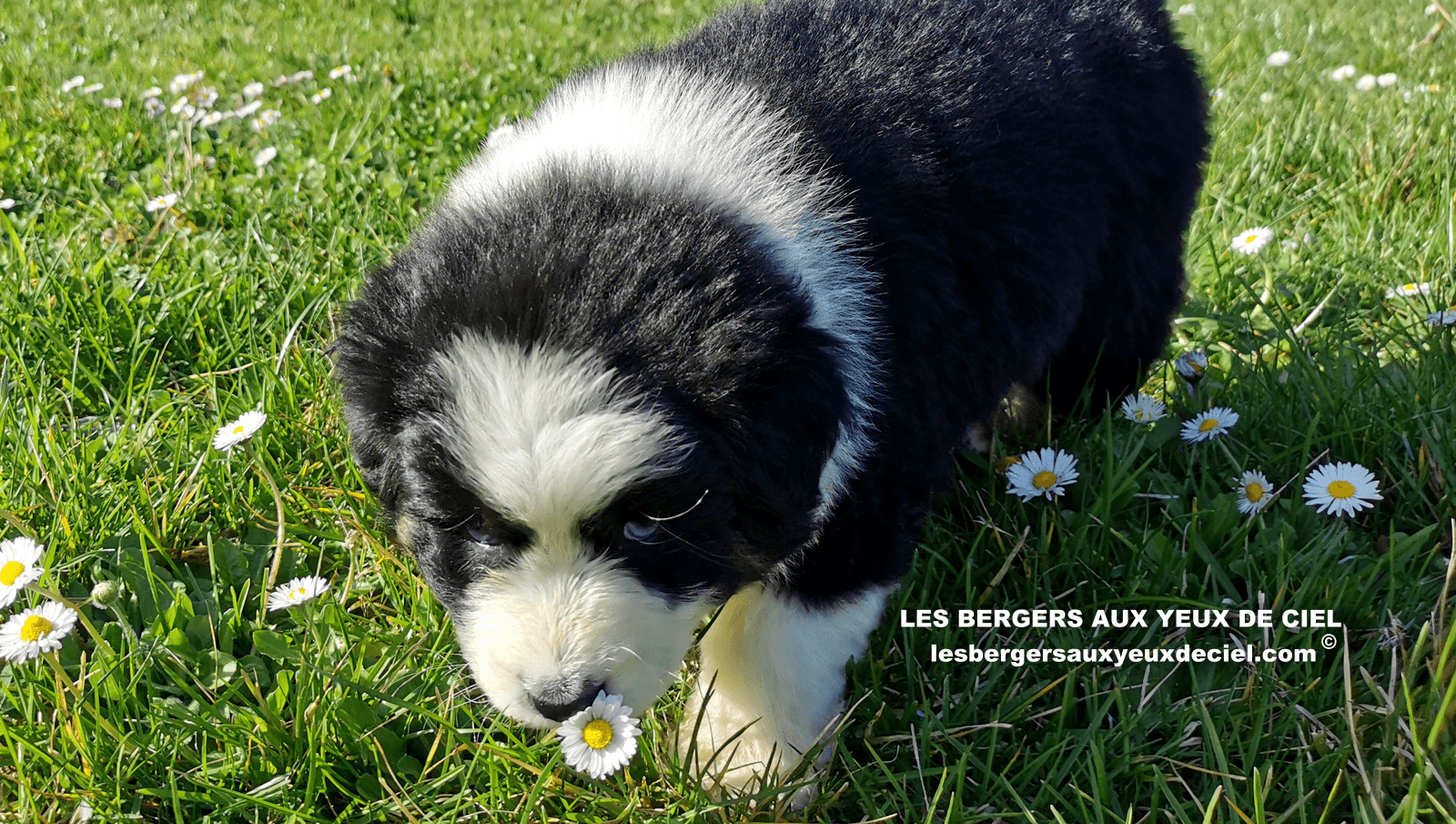 belle chiot femelle noire tricolore aux yeux bleus de 1 mois et demi 39