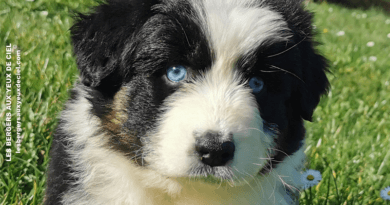 belle chiot femelle noire tricolore aux yeux bleus de 1 mois et demi