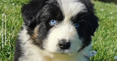Belle, un mois et demi belle chiot femelle noire tricolore aux yeux bleus de 1 mois et demi