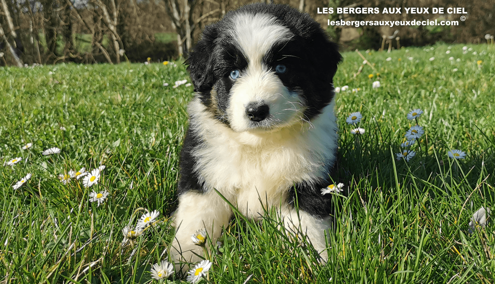 belle chiot femelle noire tricolore aux yeux bleus de 1 mois et demi 41