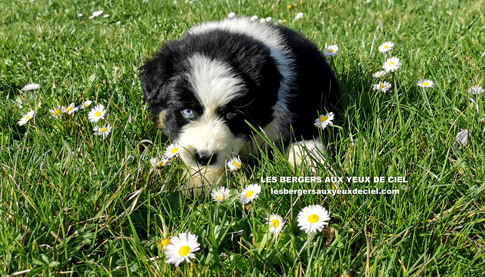 belle chiot femelle noire tricolore aux yeux bleus de 1 mois et demi 42