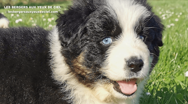 belle chiot femelle noire tricolore aux yeux bleus de 1 mois et demi youtube