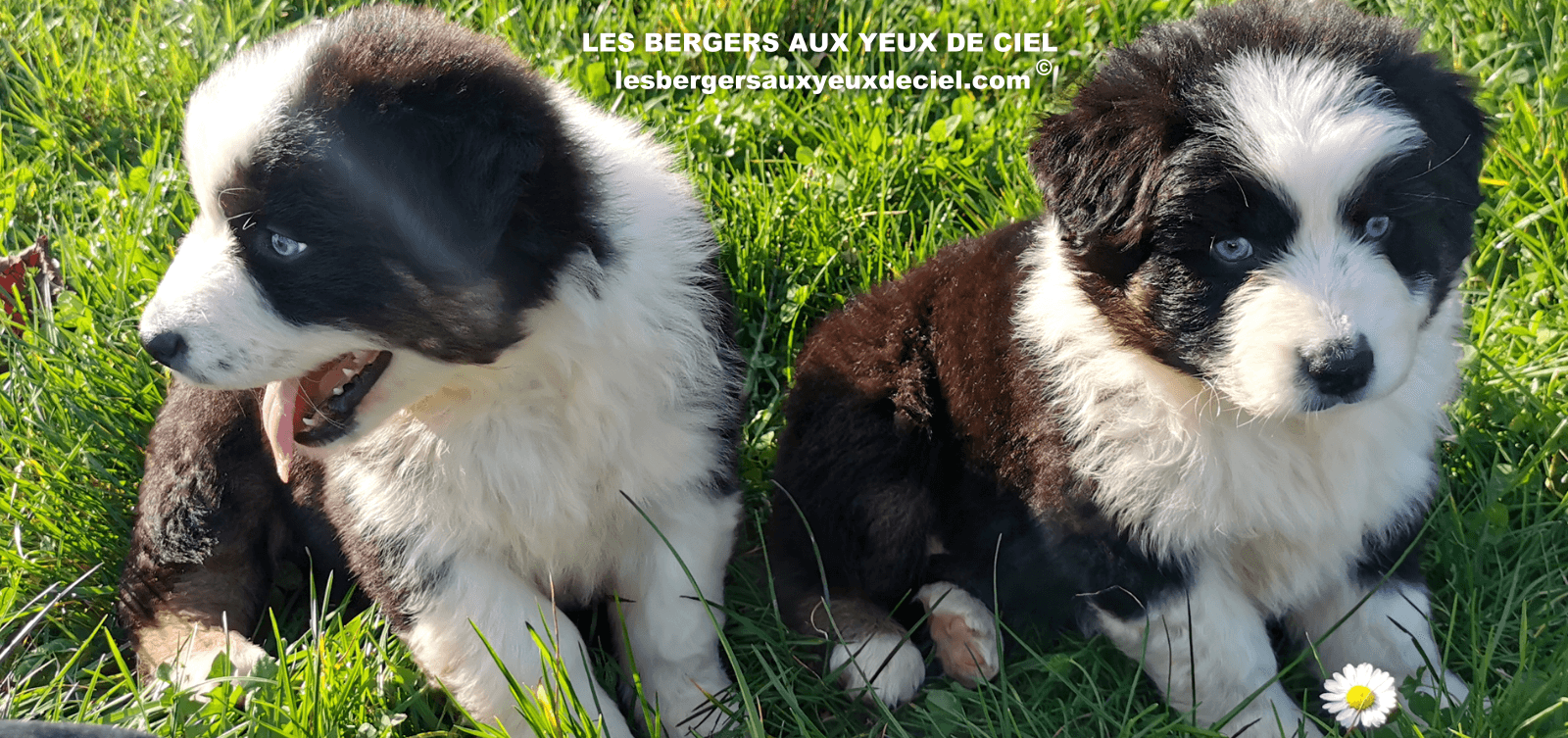 belle et beau bergers australiens noirs tricolores aux yeux bleus très rare 2