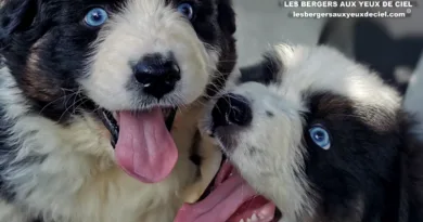 Belle et son frère belle et beau bergers australiens noirs tricolores aux yeux bleus très rare