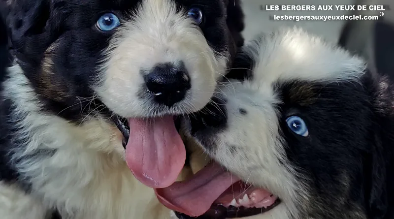 belle et beau deux bergers australiens noirs tricolores aux yeux bleus très rare