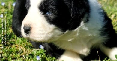 chiot femelle berger australien noir tricolore aux yeux bleus âgée de 25 jours