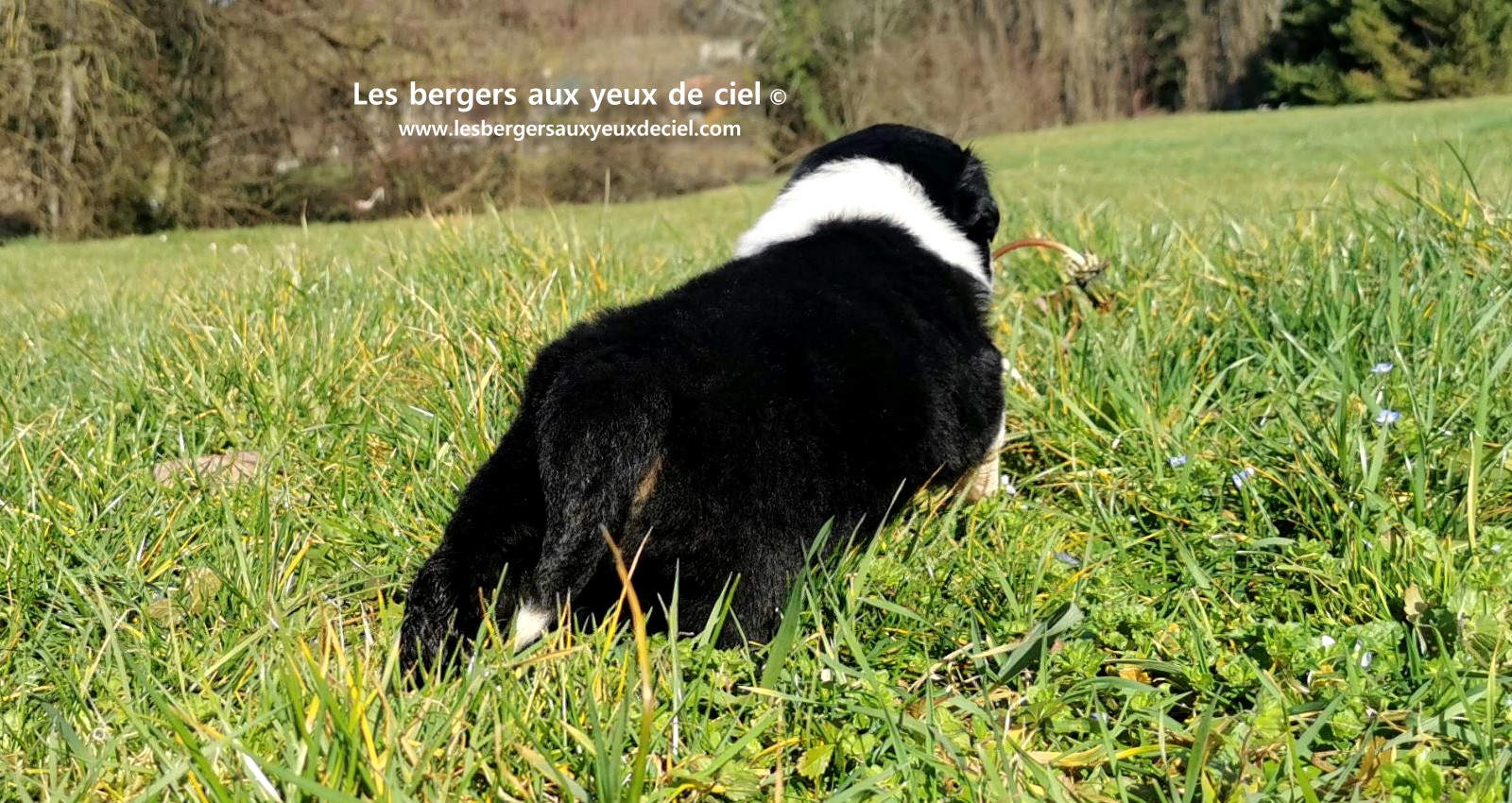 chiot femelle berger australien noir tricolore aux yeux bleus âgée de 25 jours 43