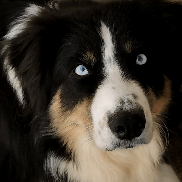 Fantômette mère de belle et de beau deux bergers australiens noirs tricolores aux yeux bleus très rare
