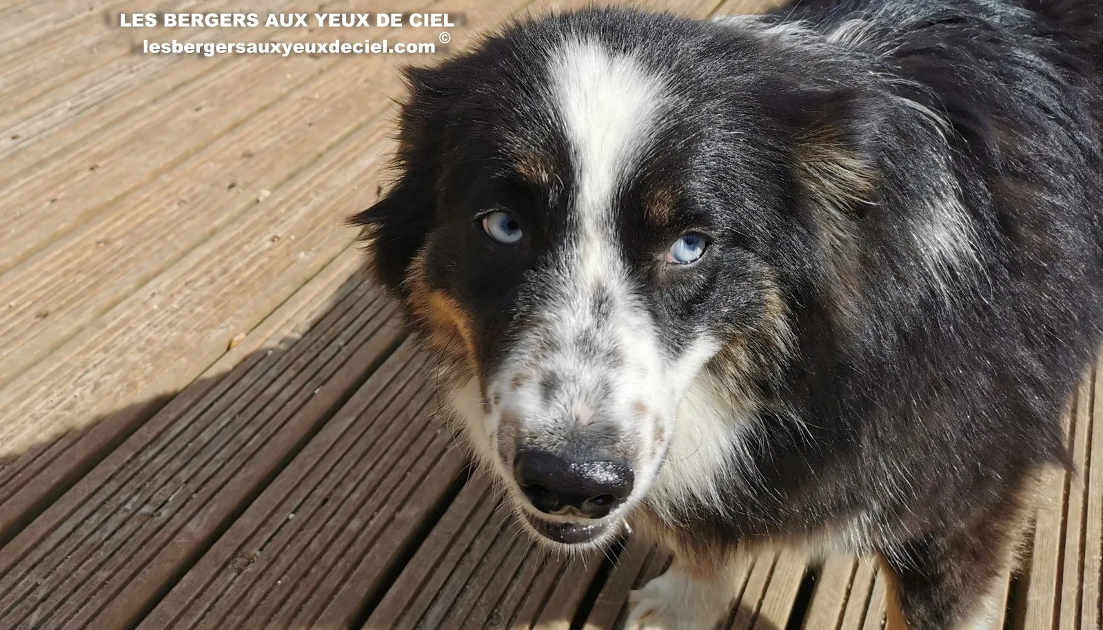 aïne, berger australien noir tricolores aux yeux bleus âgée de 10 mois 11