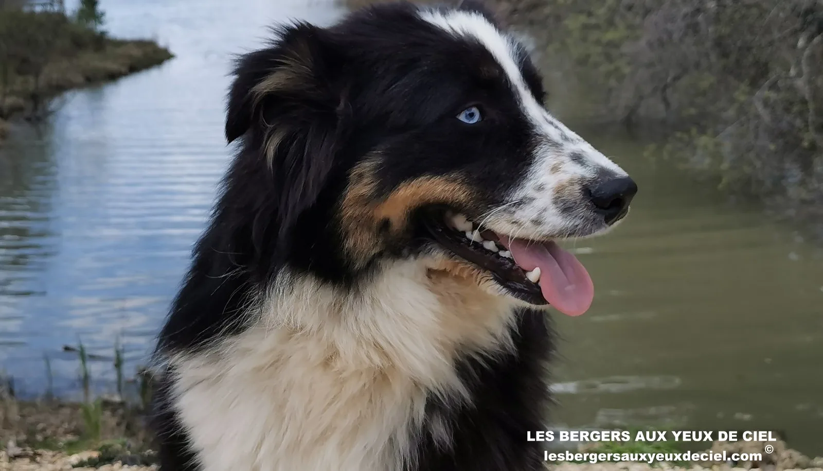aïne, berger australien noir tricolores aux yeux bleus âgée de 10 mois 16