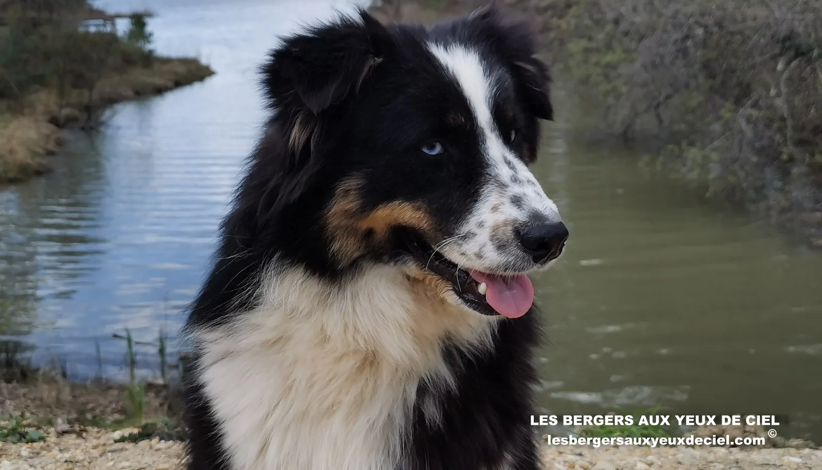 aïne, berger australien noir tricolore aux yeux bleus âgée de 10 mois 17