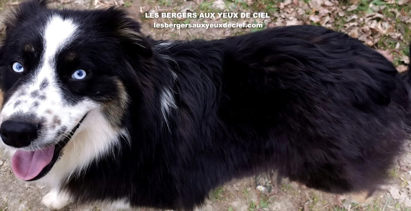aïne, berger australien noir tricolores aux yeux bleus âgée de 10 mois 22