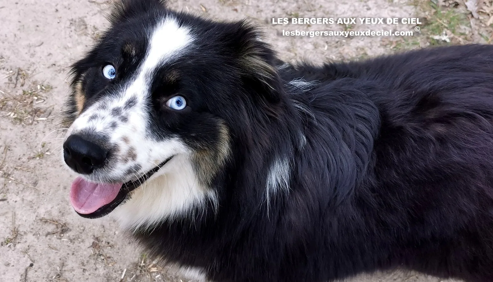 aïne, berger australien noir tricolores aux yeux bleus âgée de 10 mois 27