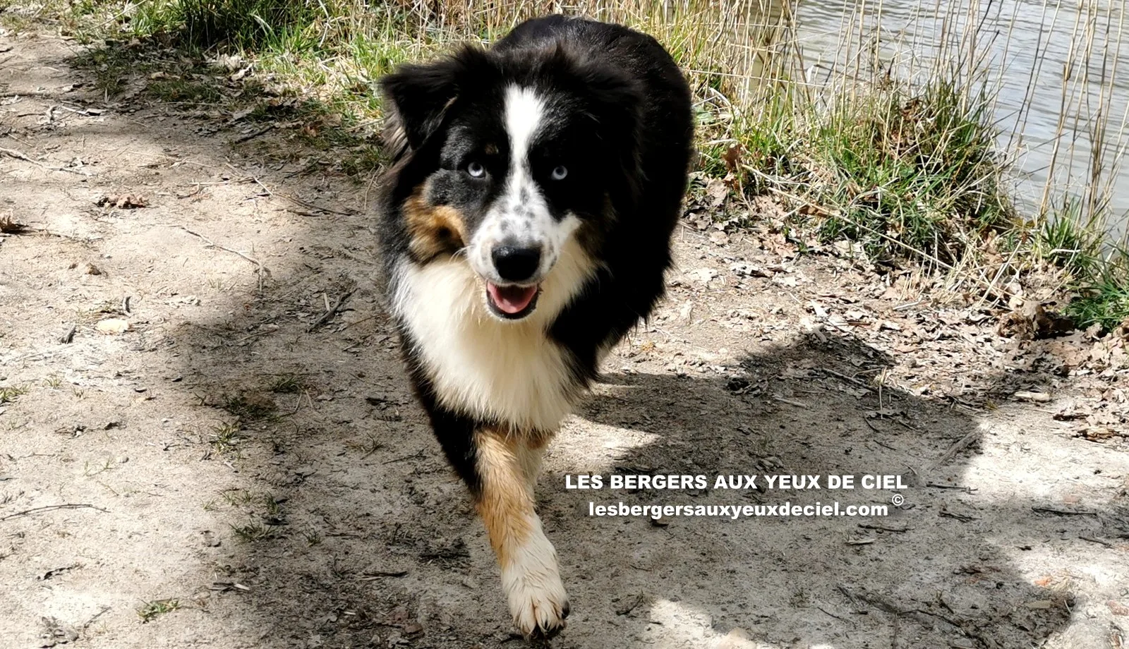 aïne, berger australien noir tricolores aux yeux bleus âgée de 10 mois 30