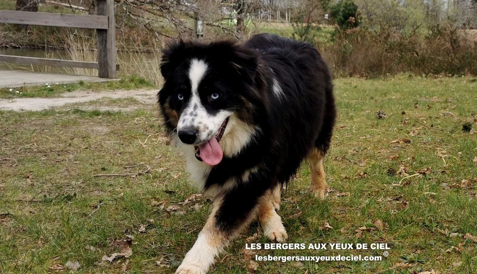 aïne, berger australien noir tricolores aux yeux bleus âgée de 10 mois 51