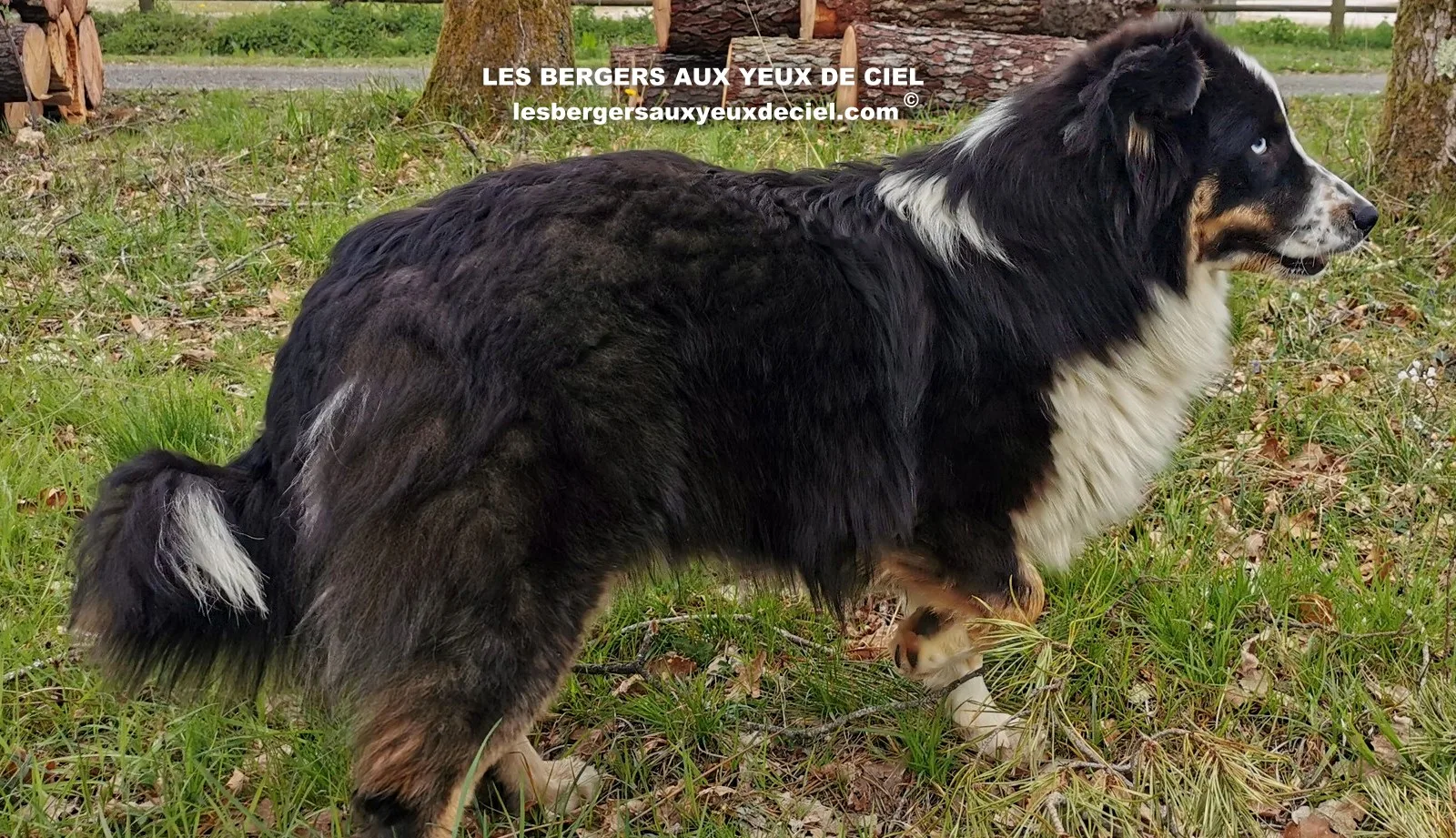 aïne, berger australien noir tricolores aux yeux bleus âgée de 10 mois 57